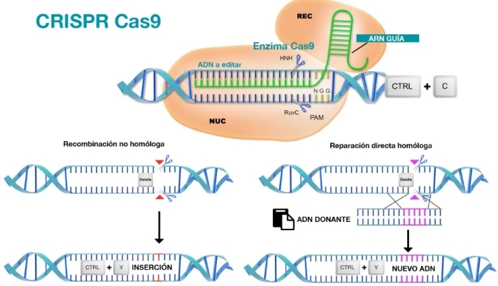 Tecnología CRISPR, descubriendo su potencial